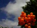 globo