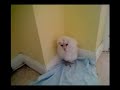 free bird a mr flox adventure