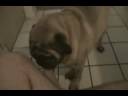Meet Pug Teddy