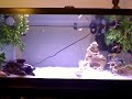 Reticulated Tea cup stingray eating live shrimp