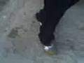 videos de la zapatilla de alfonso !!!
