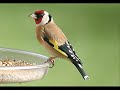 chant de chardonneret parva algerien (the best)