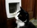 Oskar opens locked IR cat flap from outside without tag