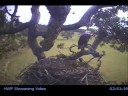 Sidney Pair Returns