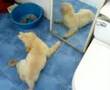 baby golden retriever tony