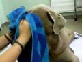 McCoy at the acupuncturist