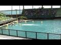 videos de Seaquarium - Delfines 3