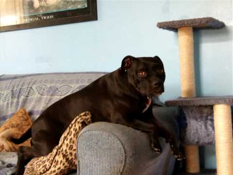 staffy