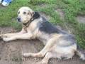 Horribly Neglected Dog is Saved