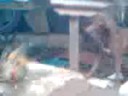 dog-v-rooster-2