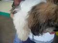 Chelsea - Denise's Shih Tzu