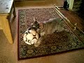 Miniature Schnauzer
