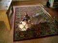 Schnauzer Miniatura video