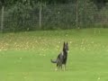 Idschi Obedience Part 2.wmv