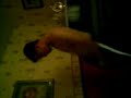 dundalk,murtagh the stripper,, dundalk,murtagh the stripper,,