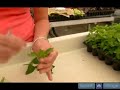 How to Grow House Plants from Tip Cuttings : Size of Tip Cutting from House Plant How to Grow House Plants from Tip Cuttings : Size of Tip Cutting from House Plant