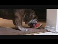 EDDIE VS. THE WATERMELON