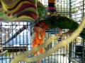 Rossi-Mitred Conure-http://www.olliesparrotsperch.com