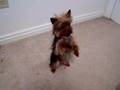Smartest yorkie ever! Shorty
