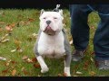 pitbull resimleri