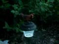 I do believe the Cardinal is Twitterpated