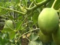Haura BioFuels Jatropha Video Haura BioFuels Jatropha Video