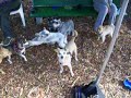 my-dog-howling.html