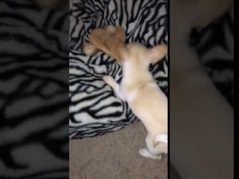 Isabellas Mr. Twisted Peppermint White With Cream Markings Male Puppy