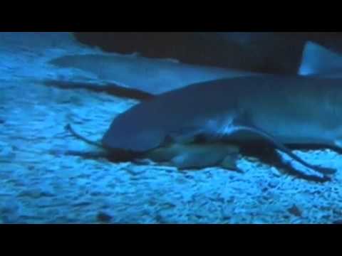 shark