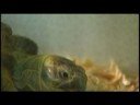 Pediatricians warn parents about exotic pets Pediatricians warn parents about exotic pets