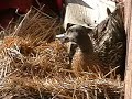 Momma Duckie