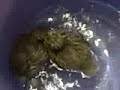 Khaki Campbell ducklings