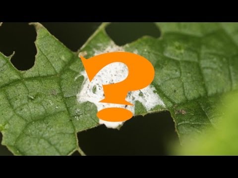 camouflaged - Animal Mimicry. Can you tell what type of animal this is? Well the animal question is disguising itself as bird poop. The orb-web spider Cyclosa ginnaga trie...
