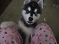 Hiccup the Klee Kai Hiccup the Klee Kai