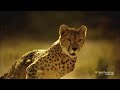 Speed Kills - This is Why You Can't Outrun a Cheetah