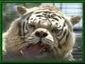 Guarda video