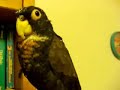 Sweetie Pie, The Bronze Wing Pionus Parrot