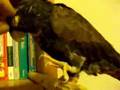 Sweetie Pie, The Bronze Wing Pionus Parrot
