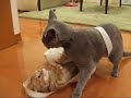 おでかけ先では借りてきた猫のように大人しかったこまちゃん。家に帰ってきた途端、元に戻りました＾＾；