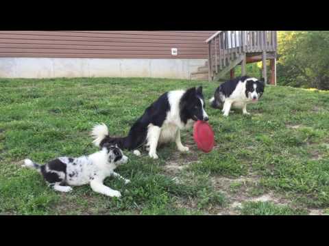 Border Collie Puppy - Snow