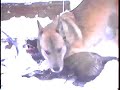 Cujo the Puppy vs. Big Alaskan Husky