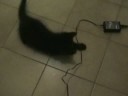 minni e mozy minni e mozy