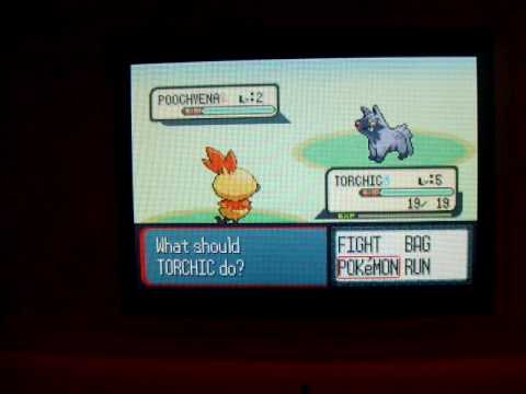 torchic