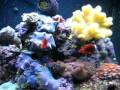 videos de 24 Gallon JBJ Nano update