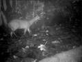 Red brocket deer