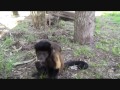 Elizabeth gives birth - newborn baby monkey