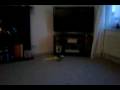 videos de steedwolf