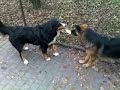 Vicky i Sara - walka o kawałek jedzenia