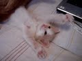 kittens.html