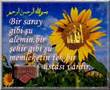 Risale i Nur dan Vecizeler